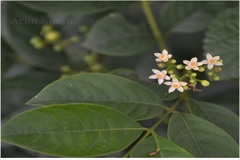 Cipadessa baccifera